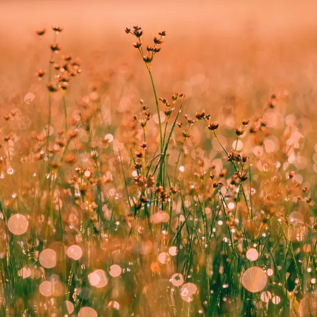 Citation Nature Élégant sable post instagram(3)