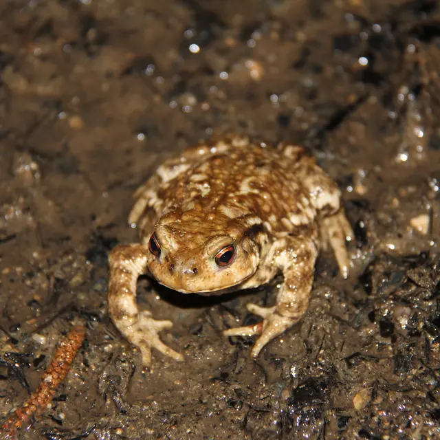 Crapaud commun Photo Jakez Lintanff WDAN