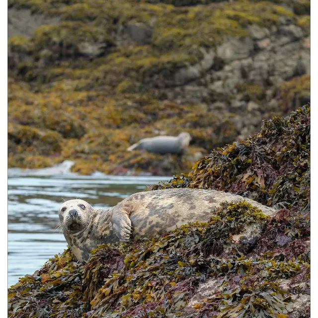 Phoque gris - Halichoerus grypus