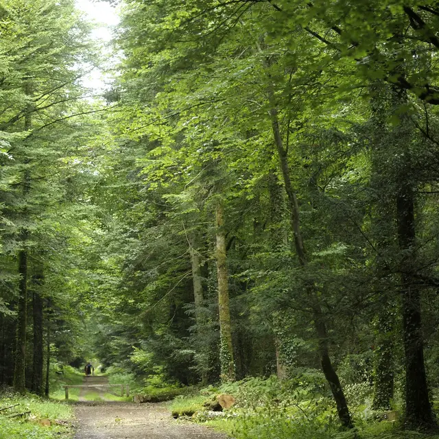 La forêt de Beffou