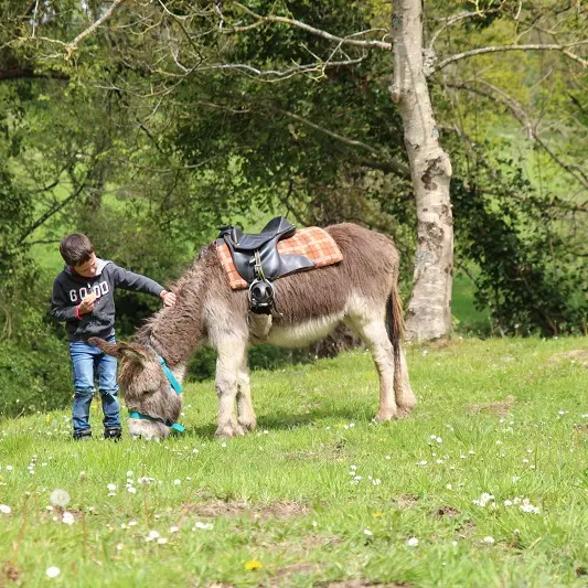Mon âne et mon pommier