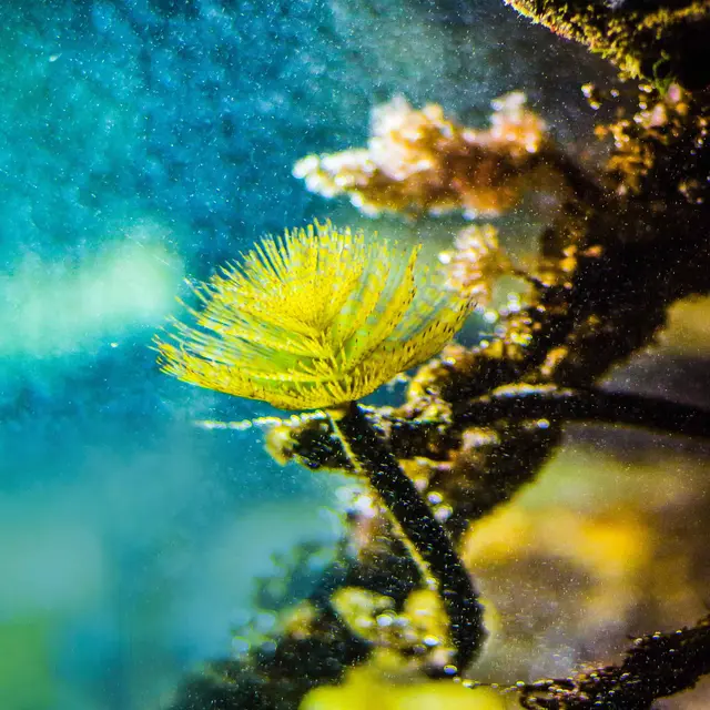 L-Oeil-de-Paco---Aquarium-de--Tregastel---LTC