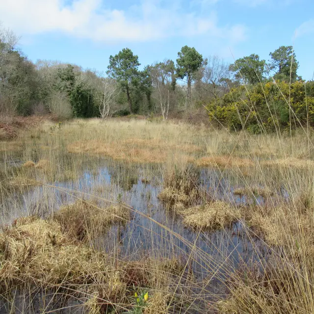 Lann_ar_Waremm_c_Mathieu-Bredèche