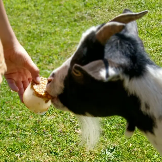 Le goûter givré des aniamux