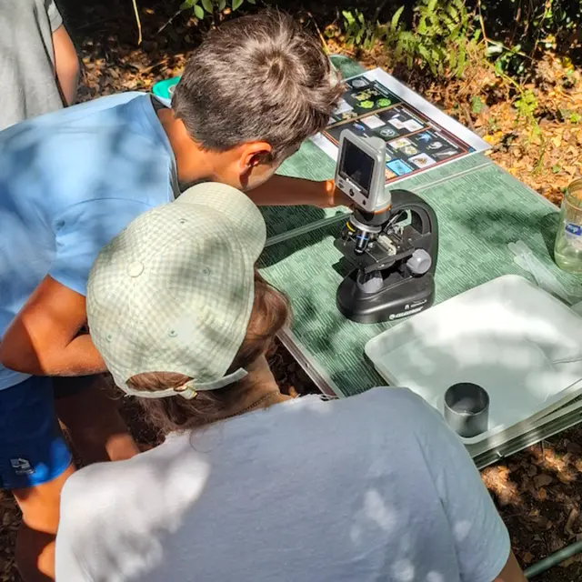 Plancton à la loupe 1