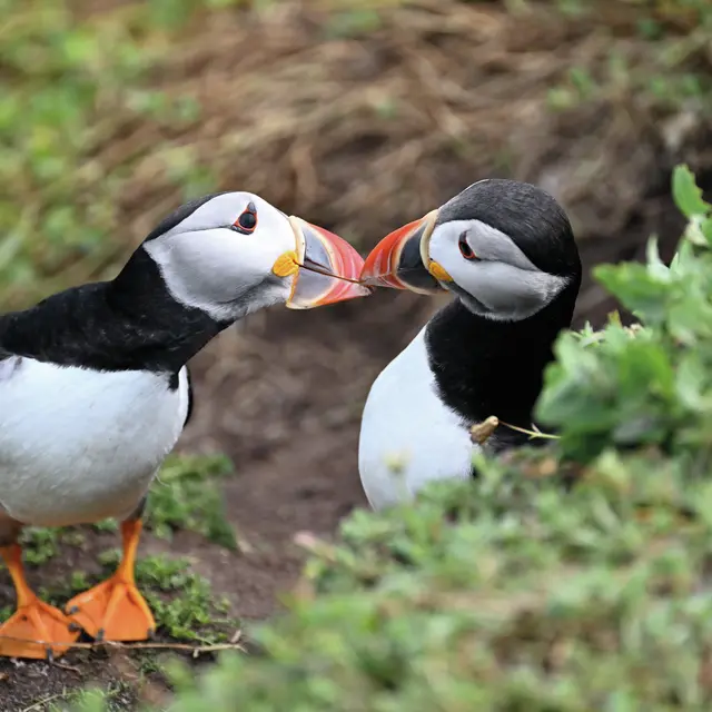 Puffins, Saltee Island, Co Wexford