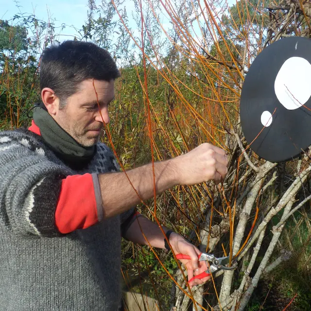 Usages de l'osier et récolte