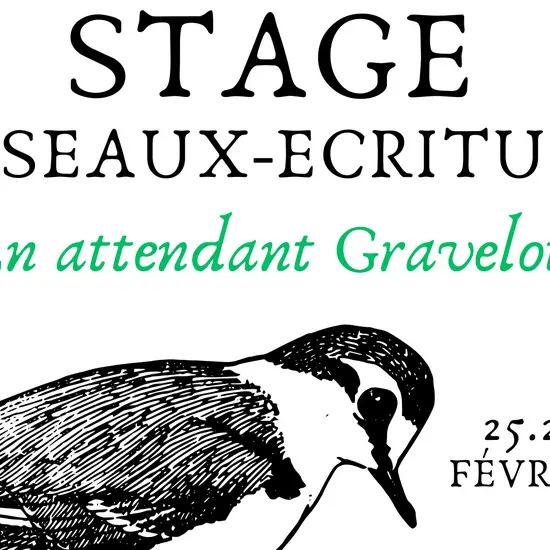 Stage oiseaux et écriture