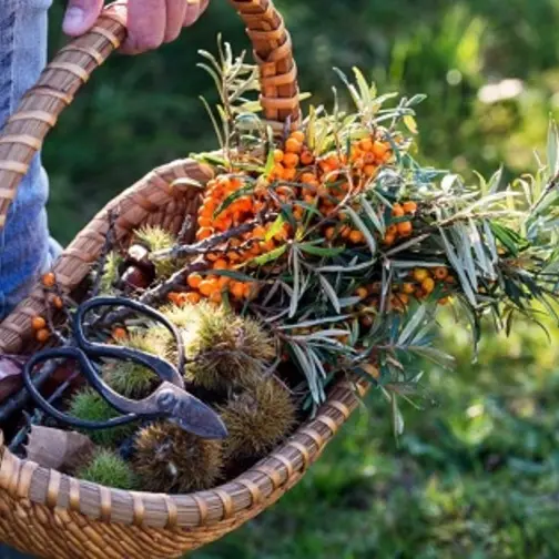 Plantes sauvages et cuisine - Suivez le druide