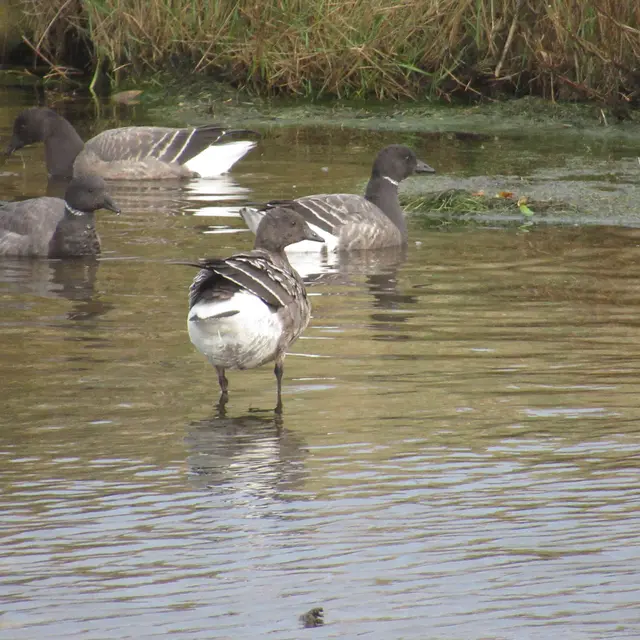 Bernaches Beg vilin comp