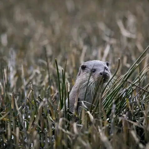 cache cache avec la loutre étang moulin neuf Plounérin Samuel Jouon