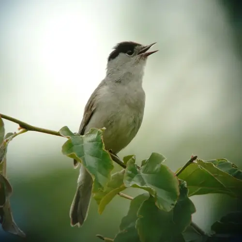 chants d'oiseaux