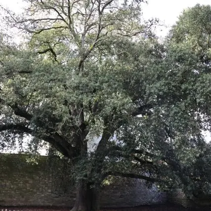 chêne vert, parc du tribunal Lannion ©Ouest-France