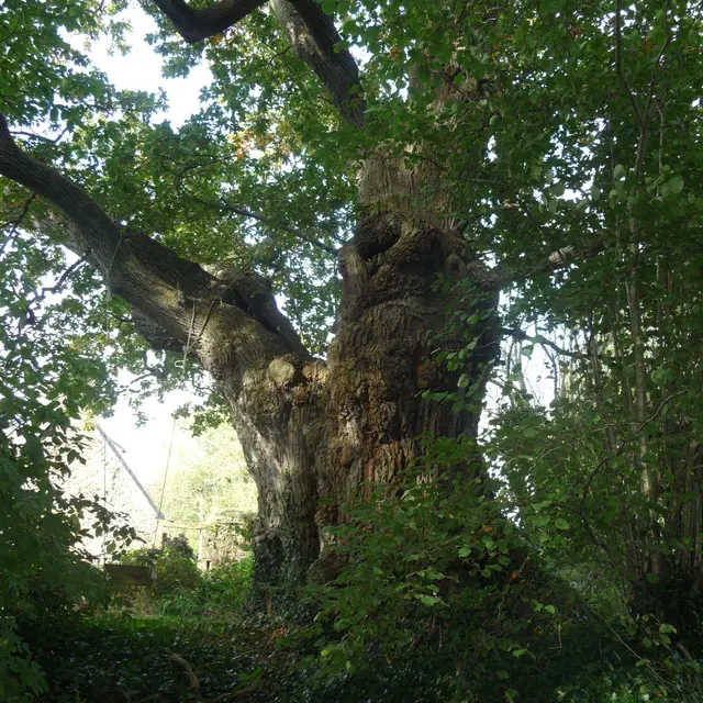 Le chêne du Pont Blanc