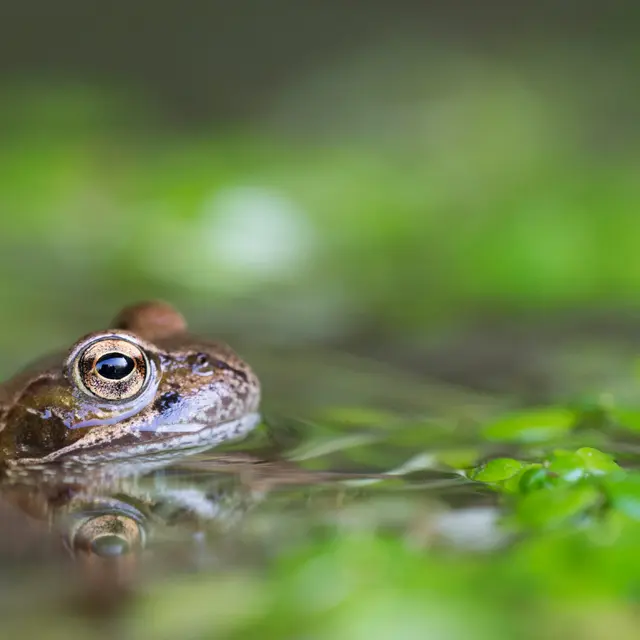 grenouille-samuel-jouon-2