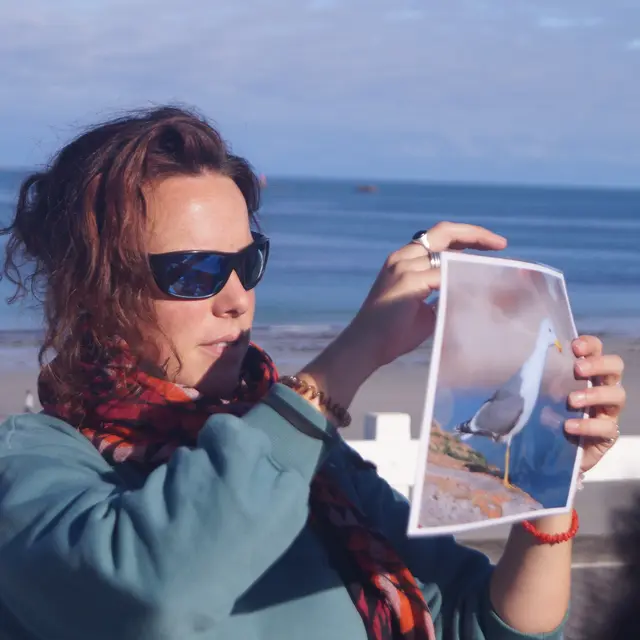 l oeil du goéland pep