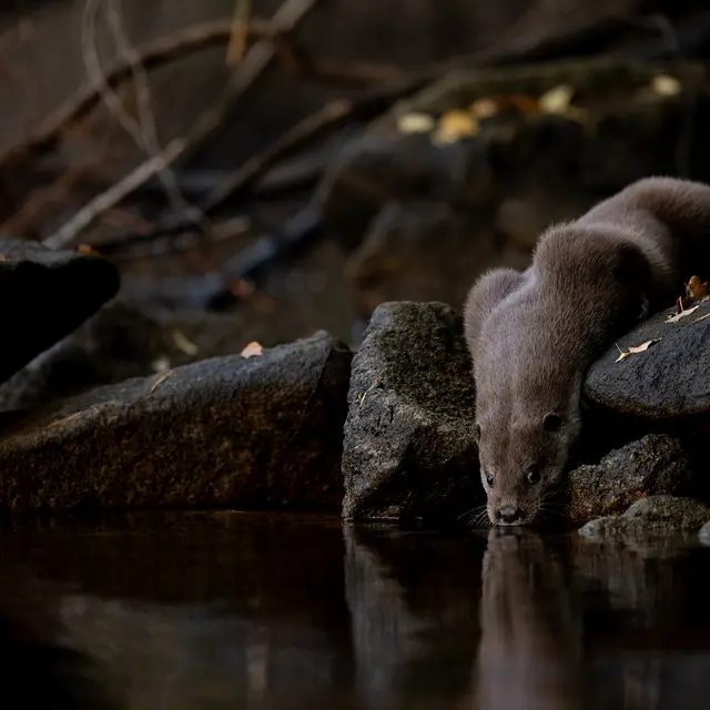 loutre