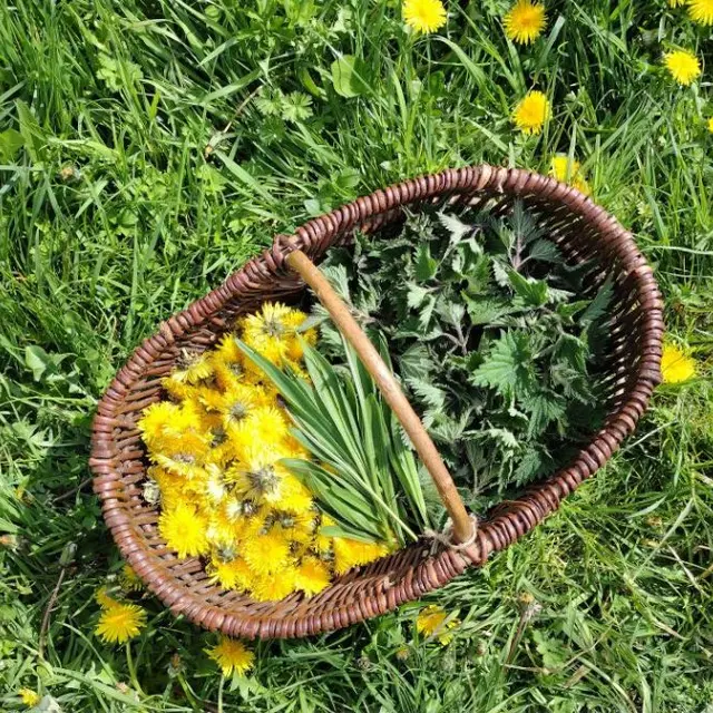 plantes sauvages