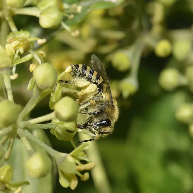 49_Colletes hederae female- David Genoud
