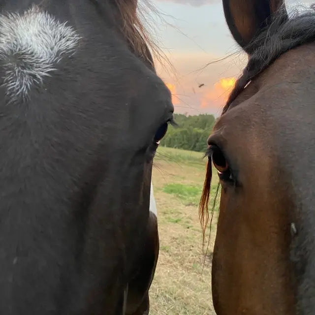 Ferme Équi’libre