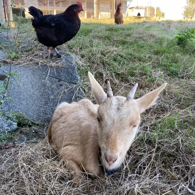 Poule et chèvre