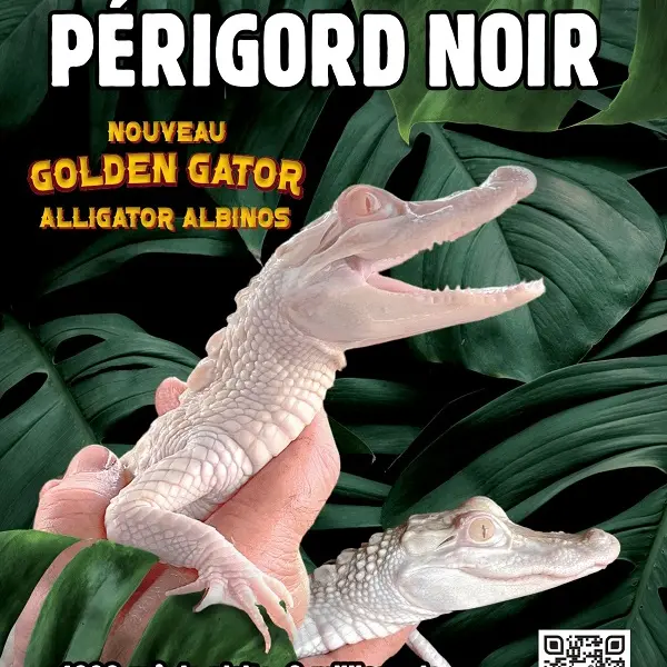 Aquarium- alligators albinos