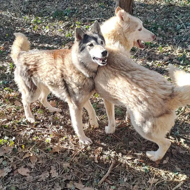 2025 ÉTÉ ACTIF Cani Rando Soudat
