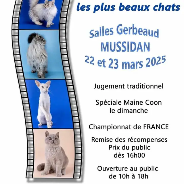 2203 exposition féline