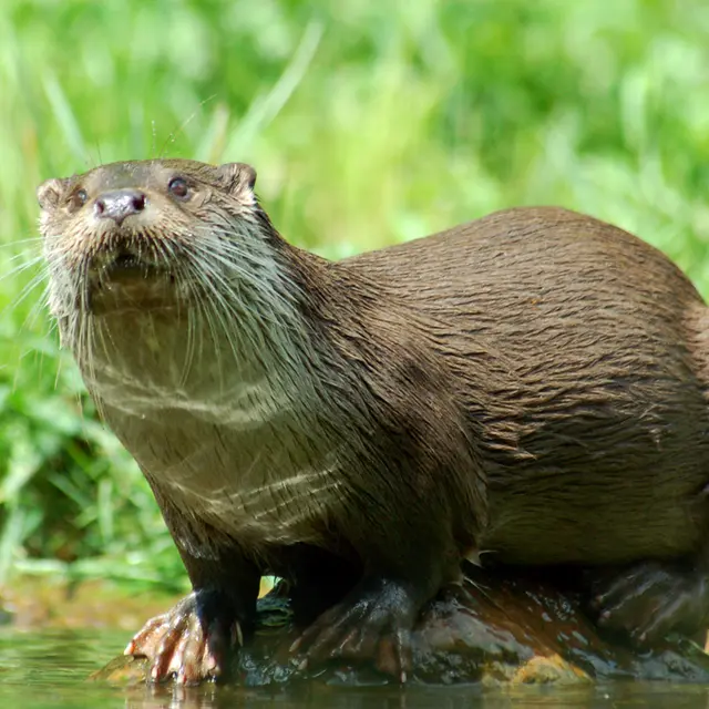 37_Loutre2©Dbhack88