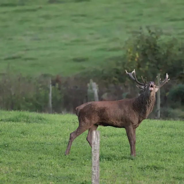 39 cerf©Gaétan Mouly
