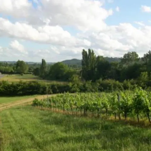 vignes de monfaucon
