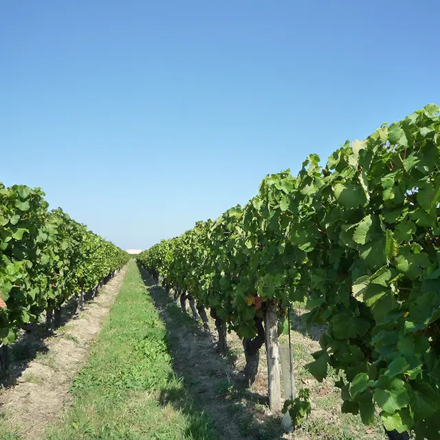 vignes-de-st-laurent