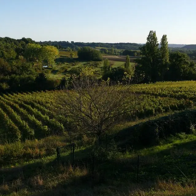 vue_vignes_soir DOMAINE DE GRIMARDY