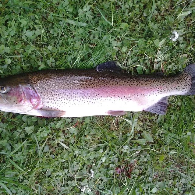 waldiwkl-rainbow-trout-340352