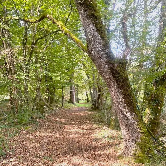ALLAS-LES-MINES-Boucle de la Roudie-Chemin