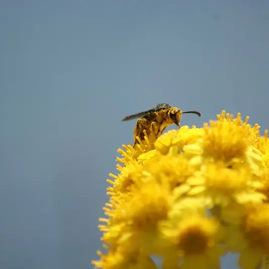 Périgord Inattendu - Accueil à la ferme, Abeilles sauvages