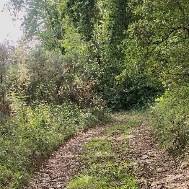 BELVES-Boucle de la Bessede-Chemin