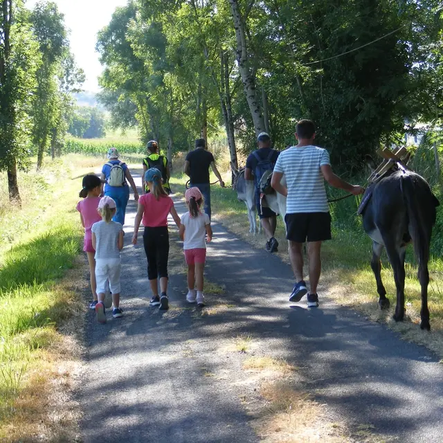 Balade à dos d'ane