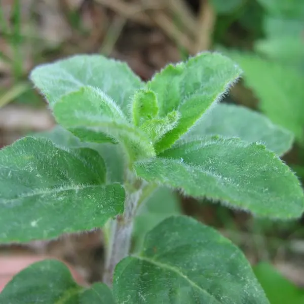 Balade plantes sauvages OTPDB