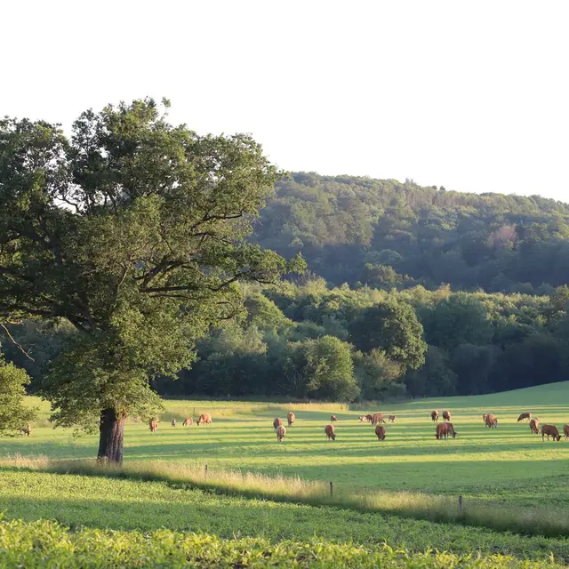 Biodiversite-Perigord-Limousin_©GaetanMouly (4)