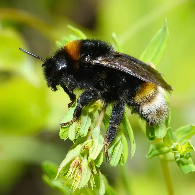 Bombus vestalis female @david Genoud