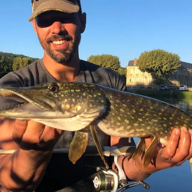 Brochet Anim