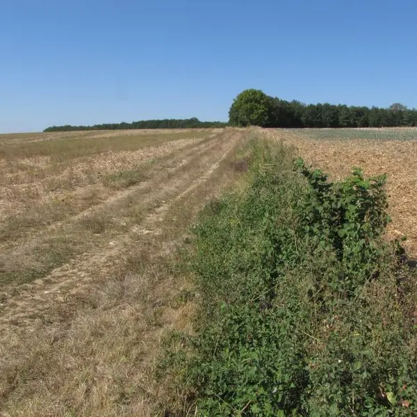 C'est la diversité des parcelles qui attire tout le cortège des espèces agricoles