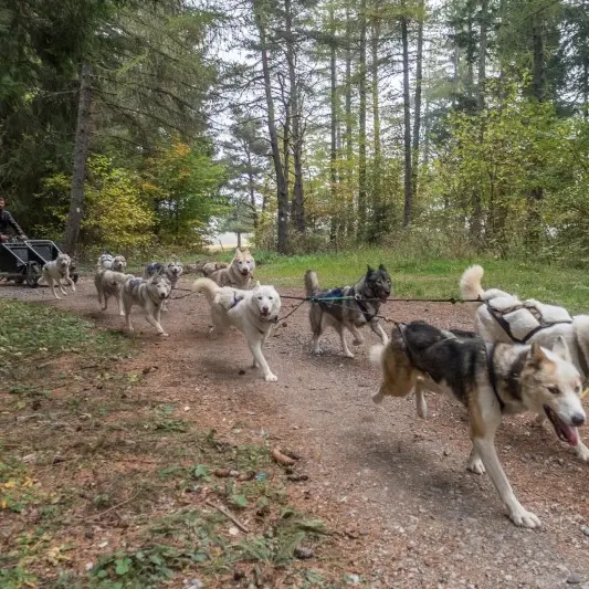 Cani Kart