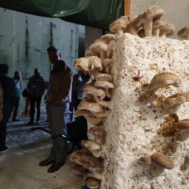 Carrières aux Champignons (63)