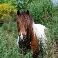 Centre Equestre la cavale Plaisance