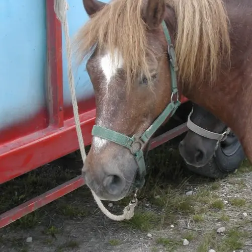 Centre equestre-Point vert