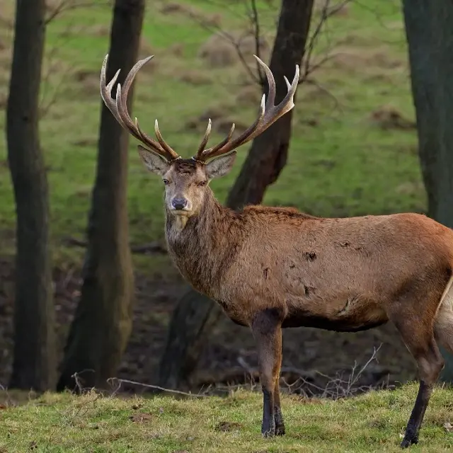 Brame du cerf