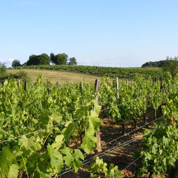Château Richard (1)