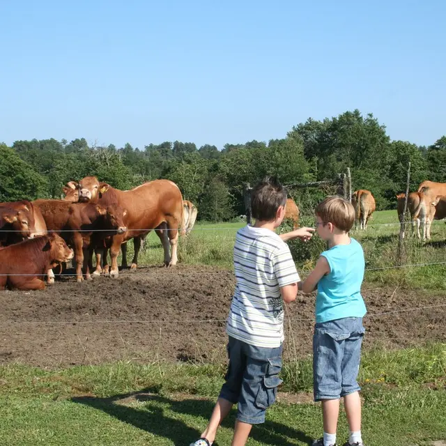 Chaulnes-vaches-enfants